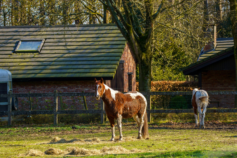 Lucerne: Horseback Riding Tour with Grooming & Saddling
