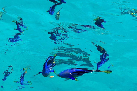 Gita di un giorno alla Laguna Blu e al banco di sabbia da Zanzibar (Safari blu)Non c'è il servizio di prelievo e rientro in hotel