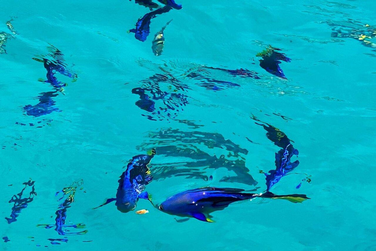 Gita di un giorno alla Laguna Blu e al banco di sabbia da Zanzibar (Safari blu)Non c'è il servizio di prelievo e rientro in hotel