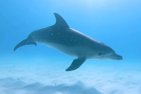 ZANZIBAR: Foresta di Jozani e snorkeling con i delfini a Mnemba con barbecueTOUR PRIVATO SENZA SERVIZIO DI PRELIEVO E RIENTRO IN HOTEL