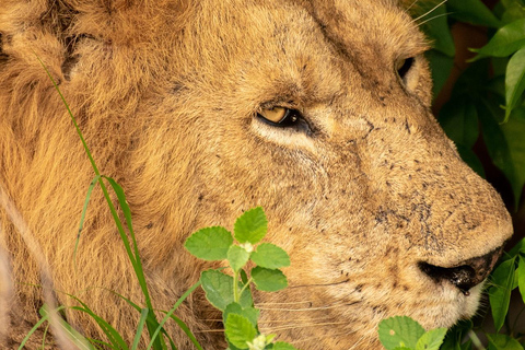 Discover the Top Most Popular 6-Days Tanzania safari