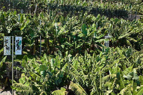 Ponta Do Sol : Madeira Bananenmuseum rondleiding