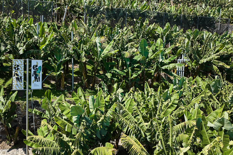 Ponta Do Sol : Madeira Bananenmuseum rondleiding