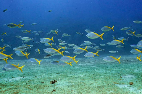 Da Nang/Hoi An: Cham Island Snorkeling or Diving Tour Group Tour