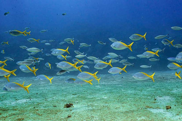 Da Nang/Hoi An: Cham Island Snorkeling or Diving Tour Group Tour
