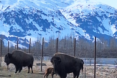 Full-day Tour in Turnagain