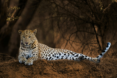 Jaipur Excursión de 2 días al Parque Nacional de Ranthambore con safarisSólo servicios de transporte y guía de CA