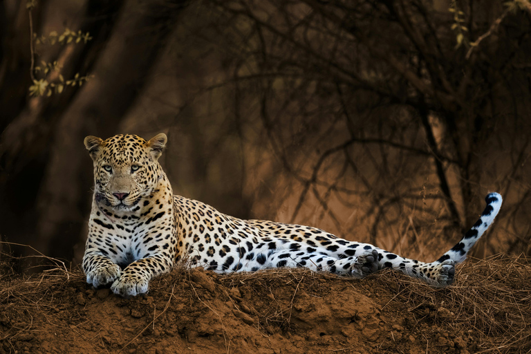 Jaipur Excursión de 2 días al Parque Nacional de Ranthambore con safarisSólo servicios de transporte y guía de CA