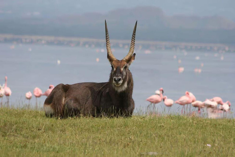 Lake Nakuru National Park Day Trip from Nairobi.