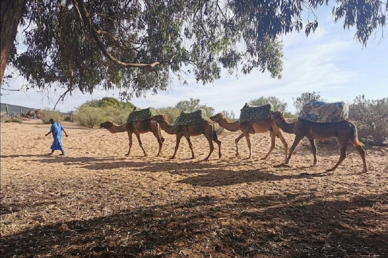 Agadir: Passeio de camelo com traslados do hotel