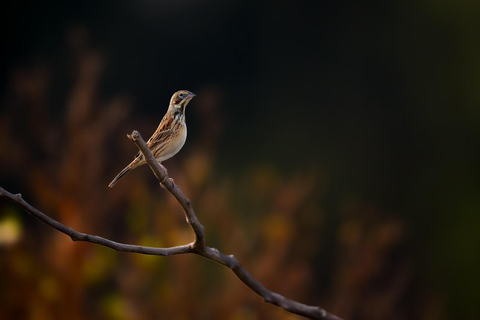 Victoria Falls: Guided Walking Tour with Birdwatching