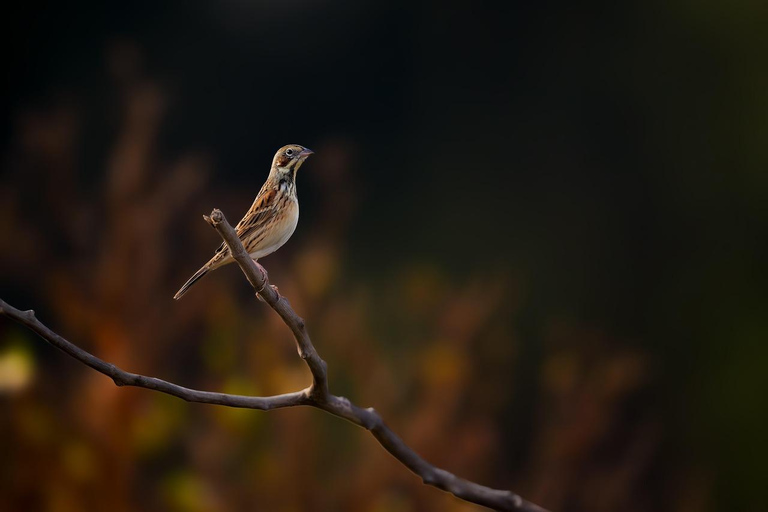 Victoria Falls: Guided Walking Tour with Birdwatching