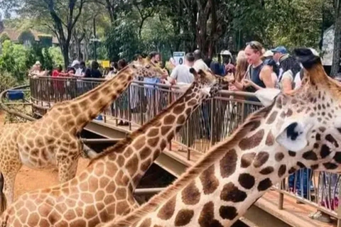 Nairobi: Giraffe Centre Visit and Giraffe Feeding Experience