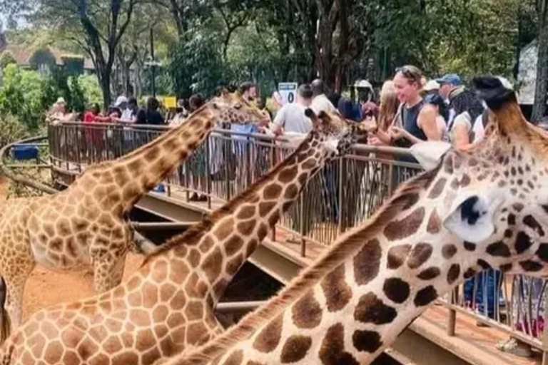 Nairobi: Giraffe Centre Visit and Giraffe Feeding Experience