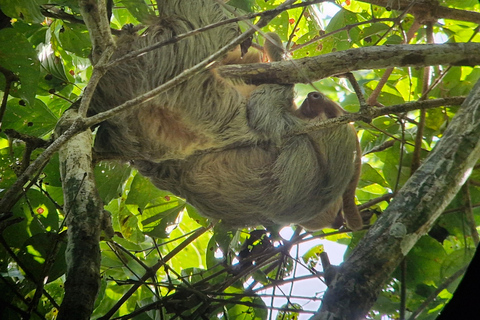 From Puerto Jimenez: Safari to Carate wildlife observation Safari to Carate from Puerto Jimenez with local tour guide.