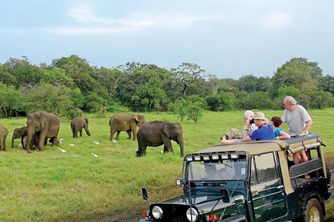 Minneriya National Park Private Safari Tour