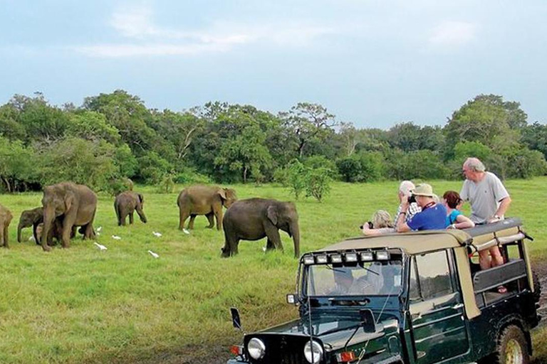 Minneriya National Park Private Safari Tour