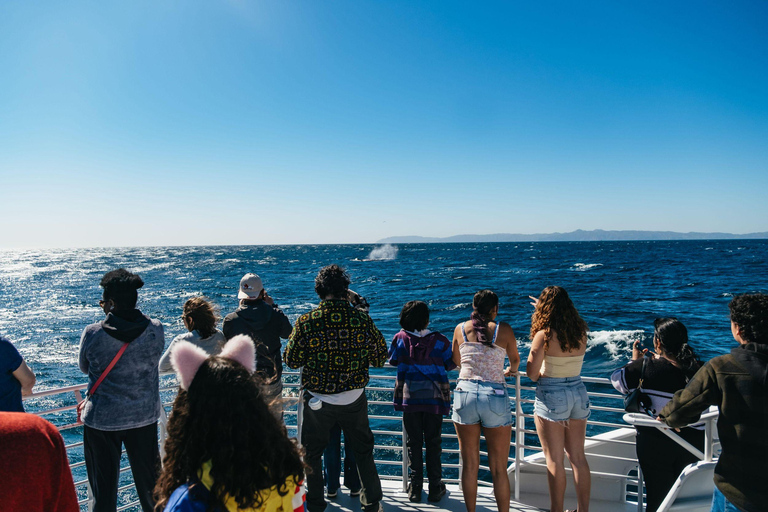 San Pedro: West Harbor LA Dolphin & Whale Watching Cruise