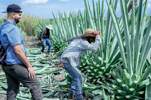 Oaxaca: Tour delle distillerie di Mezcal con degustazioni