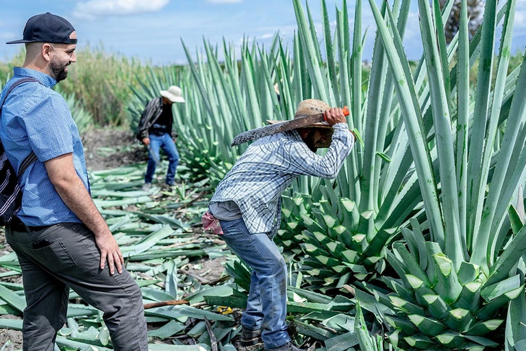 Oaxaca : Visite d&#039;une distillerie de mezcal avec dégustations