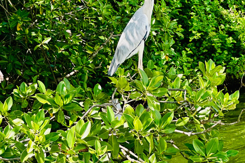 Negombo To Muthurajawela Wetlands Bird Watching Boat Tour