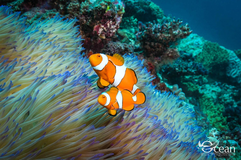 Port Douglas: Great Barrier Reef Introductory Scuba Diving
