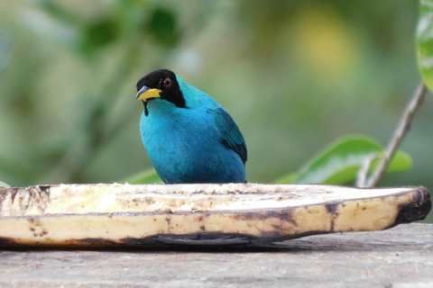 Observation des oiseaux TOUT compris - Depuis Medellín