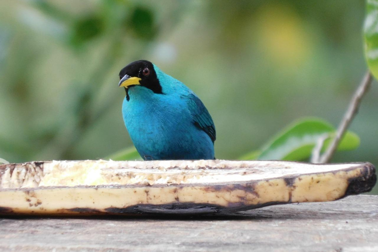 Bird watching ALL included - From Medellín