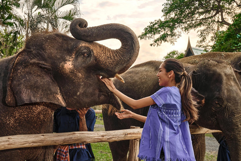 Bangkok Elephant Park: Meio dia de cuidados com elefantesHD Elephant Care com serviço de busca no hotel e traslado de ida e volta (particular)