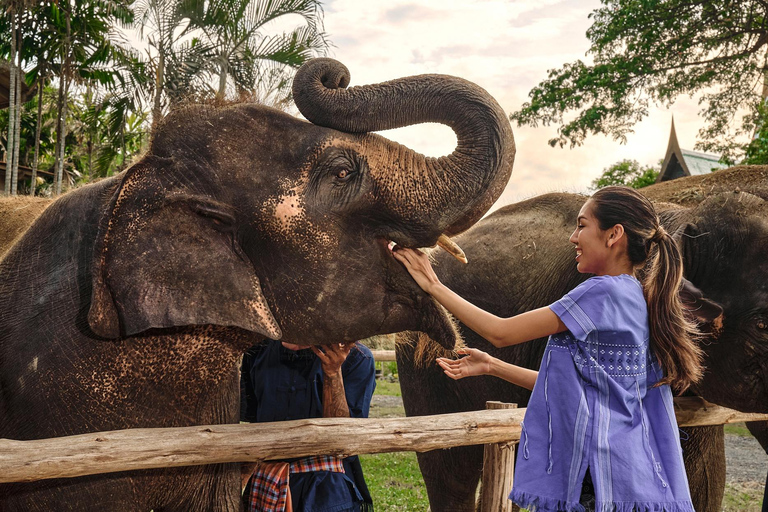 Bangkok Elephant Park: Meio dia de cuidados com elefantesHD Elephant Care com serviço de busca no hotel e traslado de ida e volta (particular)