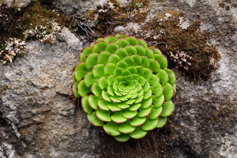 Madeira Island: Botanical Tour – Endemic Flora & Famous Wildflowers