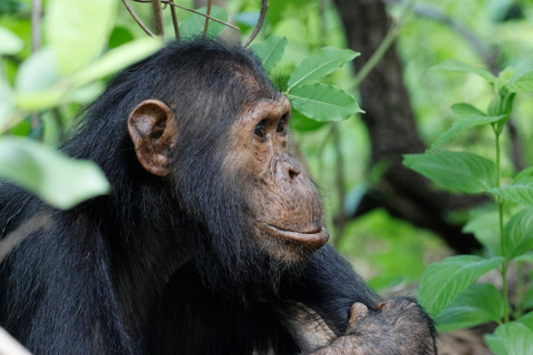 KIGOMA: Chimpanzees trekking Day Trip in Gombe national park Private Chimpanzee Trekking with Hotel Transfer and Lunch