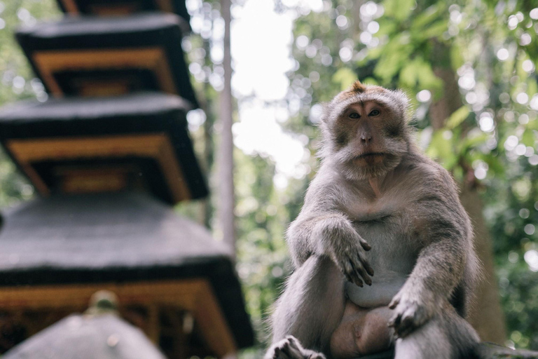 Ubud: Tour Monkey Forest, Goa Gajah, Balinese Puppet Museum