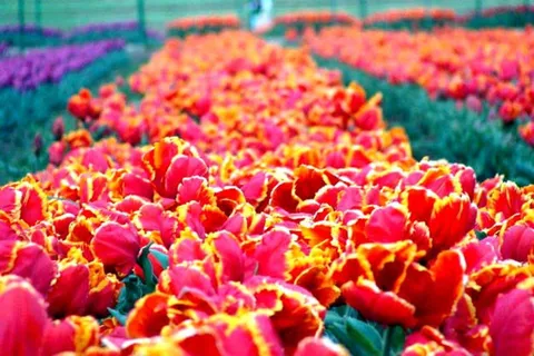 SRINAGAR THE TREASURE OF GARDENS