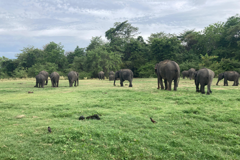 Minneriya National Park: Jeep Safari Include Entrance Fees
