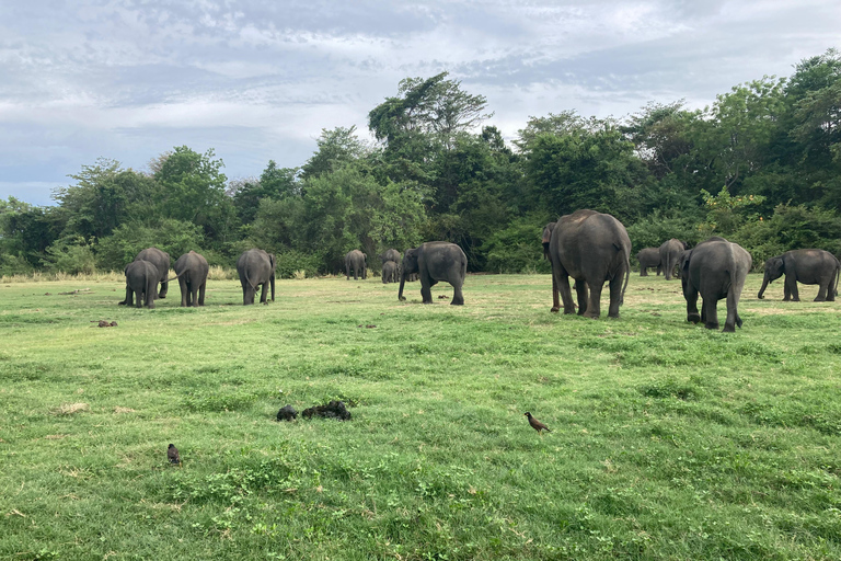 Minneriya National Park: Jeep Safari Include Entrance Fees