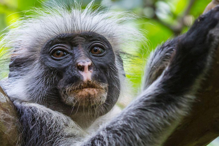 Zanzibar : la forêt de Jozani et la sérénité de la grotte SalamForêt de Jozani : Forêt de Jozani et sérénité à la grotte de Salam