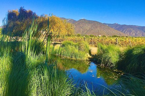 Casablanca Valley: 3 Wineries Tour with 11 Wine Tastings