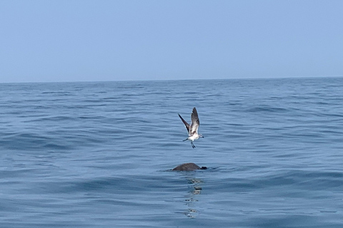 Puerto Escondido: Bootstour zu Delfinen und MeerestierenPrivate Tour