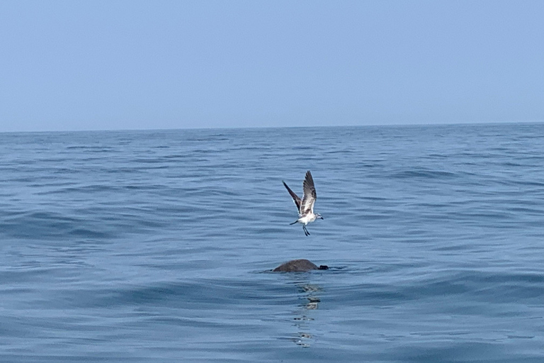 Puerto Escondido: Bootstour zu Delfinen und MeerestierenPrivate Tour