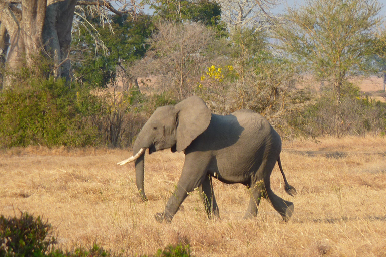 从桑给巴尔出发：米库米 2 日野游、马赛村和航班