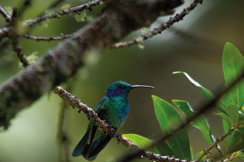 Boquete: Birdwatching in the wild, Chiriquí Boquete, Chiriquí: The charm of birds