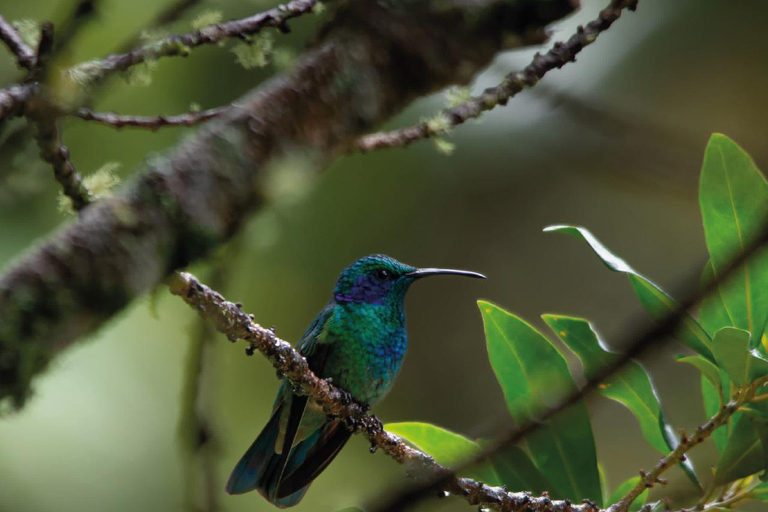 Boquete: Birdwatching in the wild, Chiriquí Boquete, Chiriquí: The charm of birds