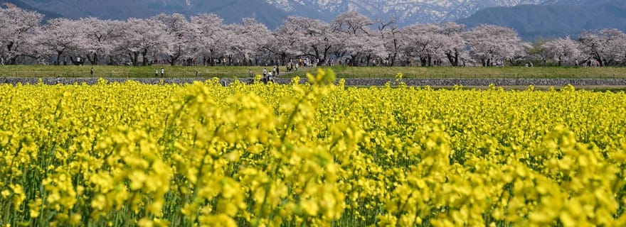 Kanazawa/Toyama : excursion d'une journée à la découverte du quatuor de fleurs du printemps