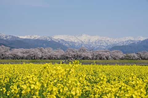 金沢・富山 春の花の四重奏 日帰りツアー | GetYourGuide