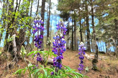 Oaxaca: Sierra Norte Hike & Indigenous Village