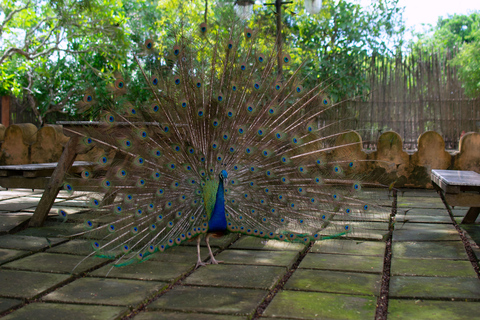 Zanzibar: Stone Town, Spice Farm, and Prison Island Tour