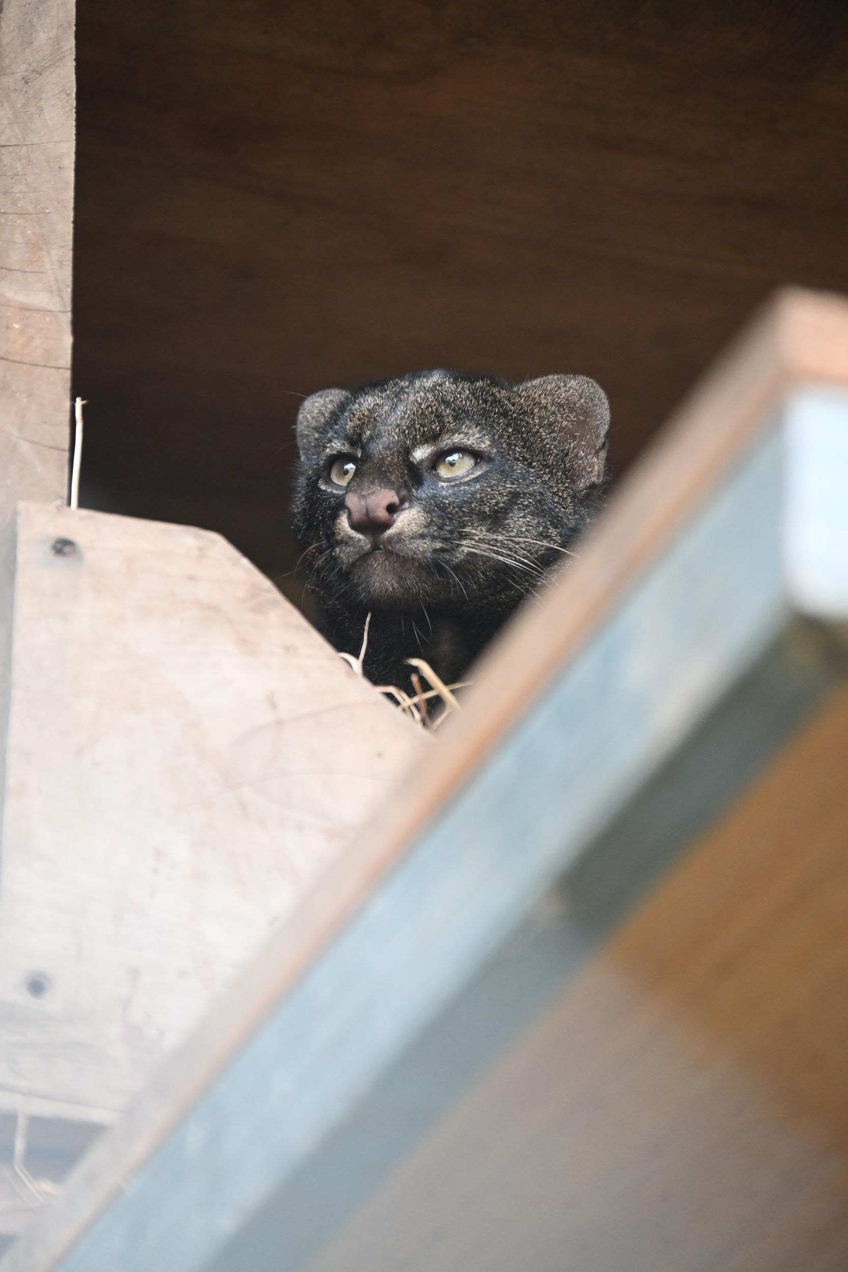 Heredia: Klassischer Rundgang auf der Toucan Rescue Ranch