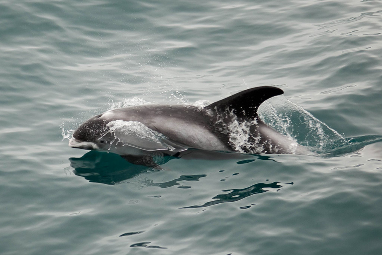 Reikiavik: tour de 3 horas de observación de ballenasReykjavik: tour de avistamiento de ballenas de 3 horas