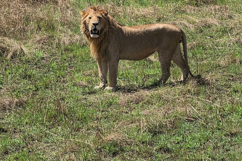 Nairobi: 3-Day epic trip to Maasai Mara Reserve with meals 3 days, 2 nights private safari to Mara in a tourist VAN